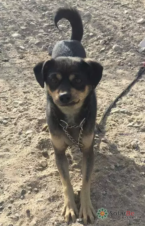 光伏狗舍住宅主人“金刚”