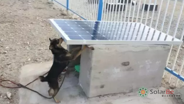 在多次抗议无效后，“金刚”决定自己动爪。