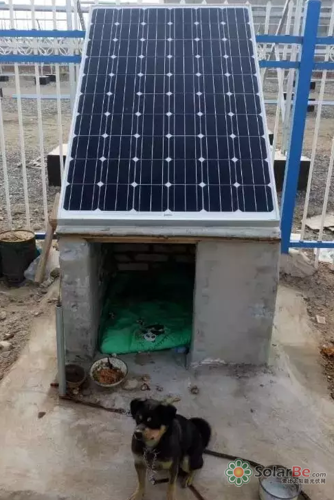 在完成工作后，“金刚”满意得坐在狗舍前。