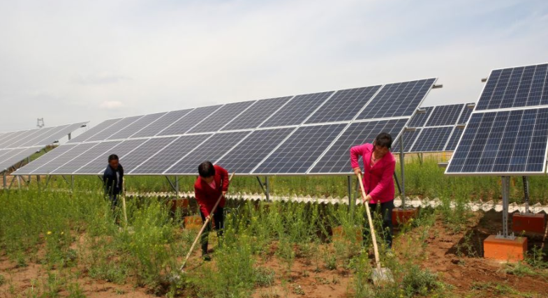 植人员对光伏产业园配套种植的药材开展除草作务