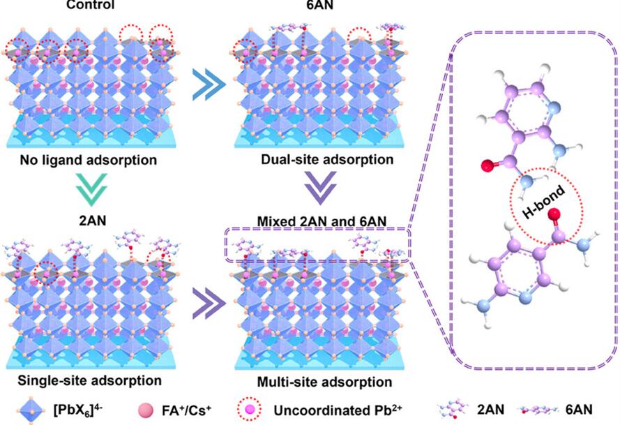南开大学张晓丹团队：新型双钝化分子，刮涂1.67 eV宽带隙钙钛矿效率22%
