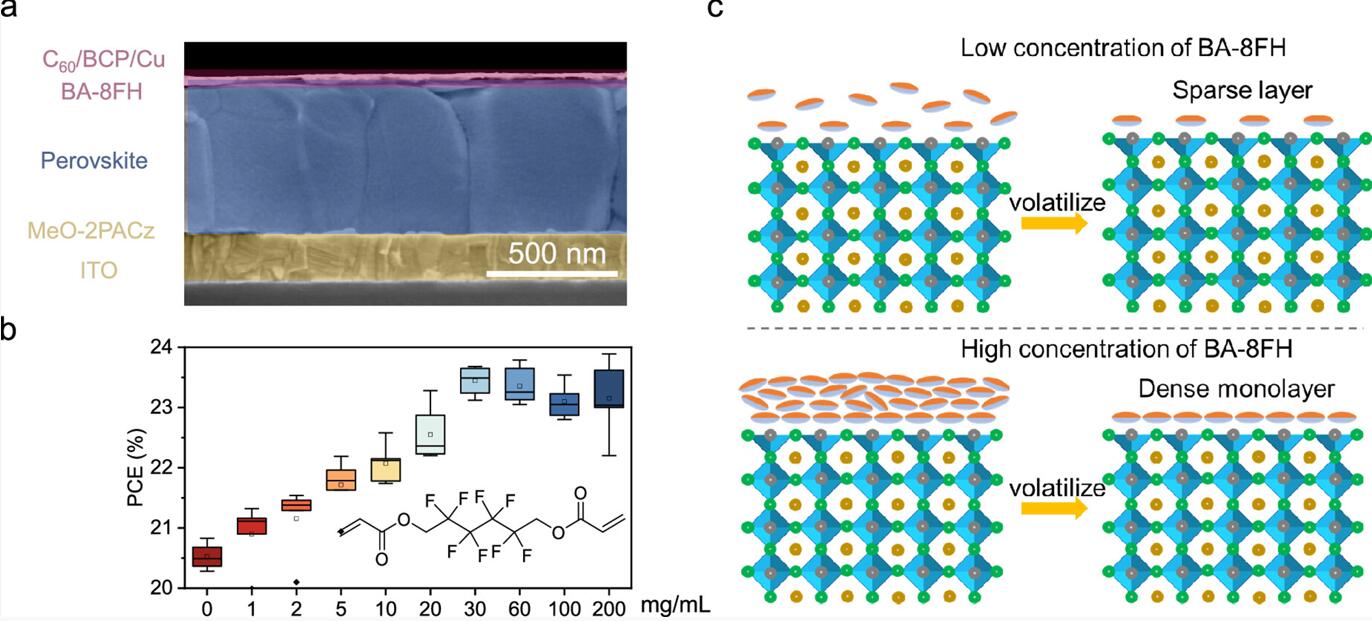 香港中文大学&华东理工24年国家杰青：创新型表面钝化剂超宽浓度加工窗口：1-200 mg/mL！普适于五个钙钛矿体系！