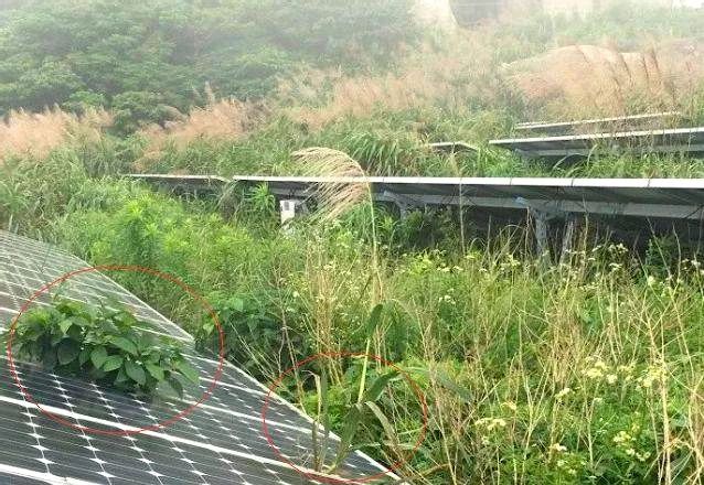光伏除草：技术升级如何实现降本增效双突破？