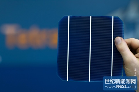 Tetra_Sun_B8J3930_M.jpg (480×320)