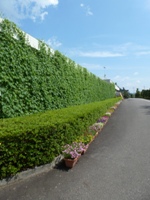 照片:和“绿色帘幕“（京瓷福岛棚仓工厂）