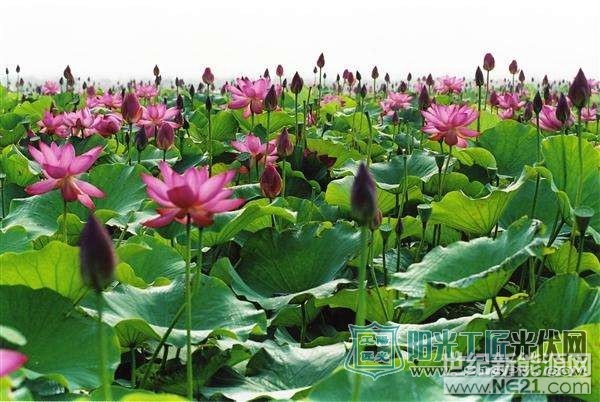 刘邦故里 江苏沛县微山湖光伏旅游小镇