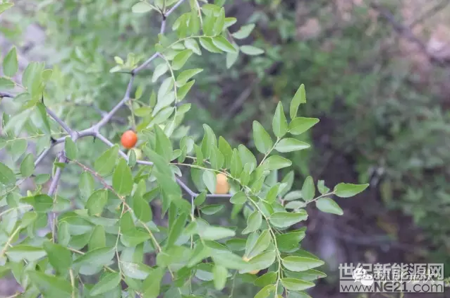 QQ截图20170109111739