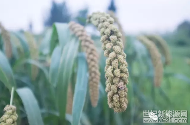 QQ截图20170109111802