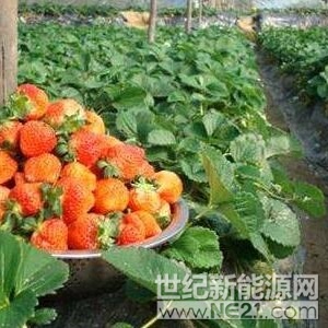 草莓大棚助力扶贫
