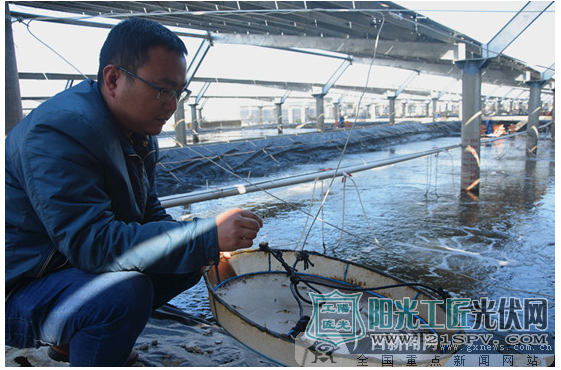 渔光互补 一地两用 俩份收入(图)