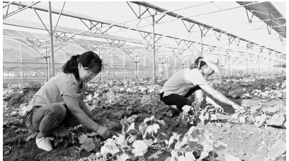 光伏农场里，农民正在采摘蔬菜。