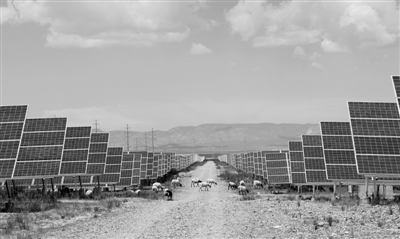 两千多只“光伏羊”在电站 享受着人造草场的“沐光”生活