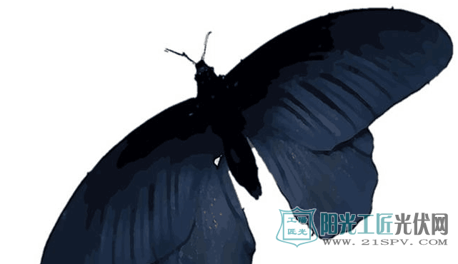 国外研究3D打印的创新型太阳能电池 灵感来源于黑蝴蝶翅膀