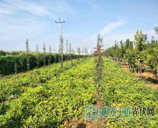 河北光伏扶贫点燃农民脱贫致富路 古村落焕发新生机