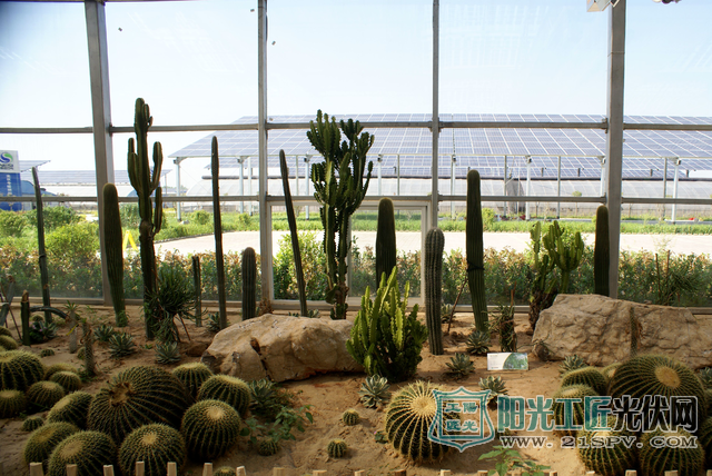 安徽亳州:光伏农业给农民插上致富的“翅膀”(图)