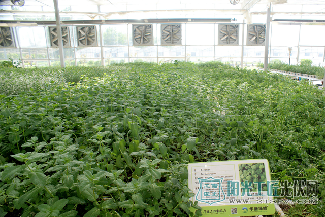 安徽亳州:光伏农业给农民插上致富的“翅膀”(图)