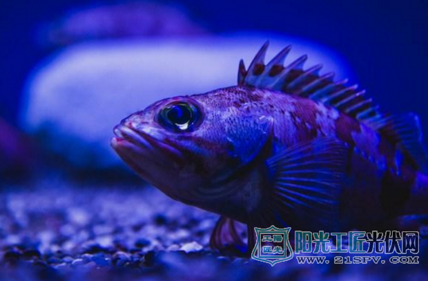 海底捞“碲”矿藏:会是太阳能进化的捷径吗?