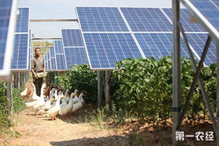  种养结合农光互补扶贫电站