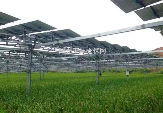 常山目首片100亩光伏水稻开始收割