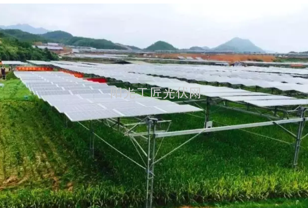 常山目首片100亩光伏水稻开始收割