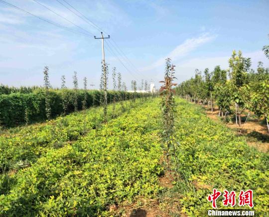 河北贫困山区县的“绿色”扶贫之路 河北贫困山区县的“绿色”扶贫之路