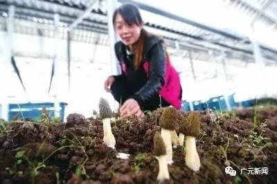 “光伏发电+农业大棚” 旺苍县尚武镇贫困户年收入上万元 “光伏发电+农业大棚” 旺苍县尚武镇贫困户年收入上万元