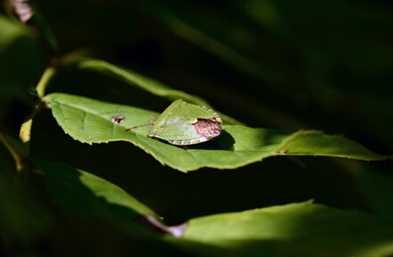光伏5月热点回顾